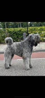 Bild laden 3589_Mustang.jpg