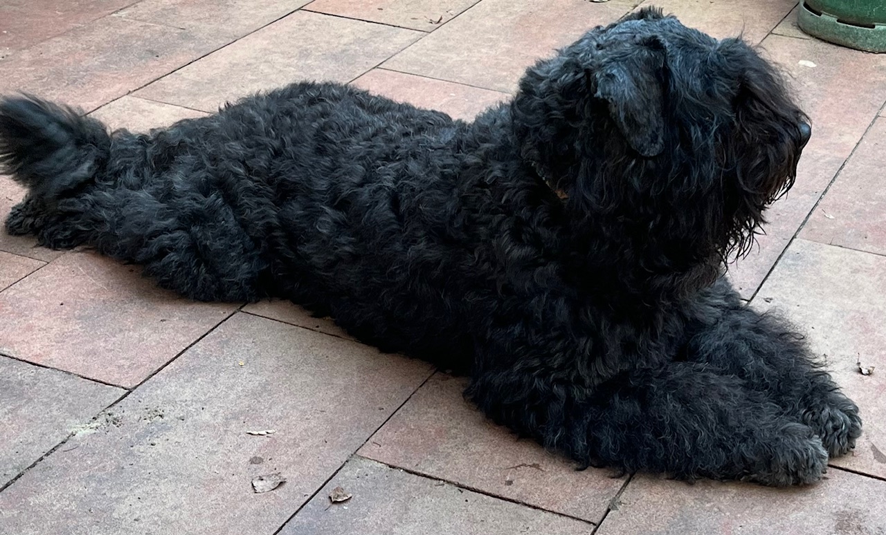 Bild laden 471_IMG_0036.jpg